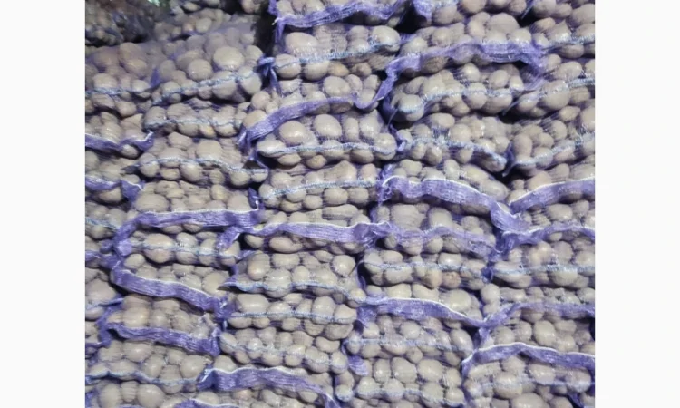 Куплю картоплю сорту Коннект оптом - фото № 1