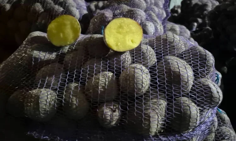 Продається товарна картопля Балтік Роуз і Беллароза - фото № 1