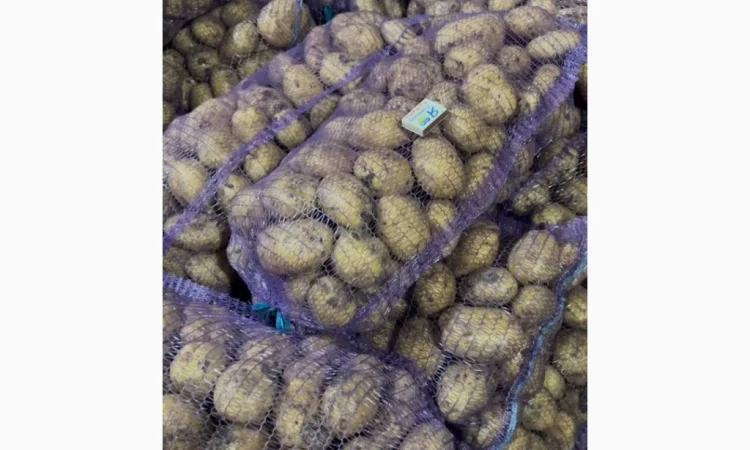 Картофель второго урожая на продажу - фото № 1