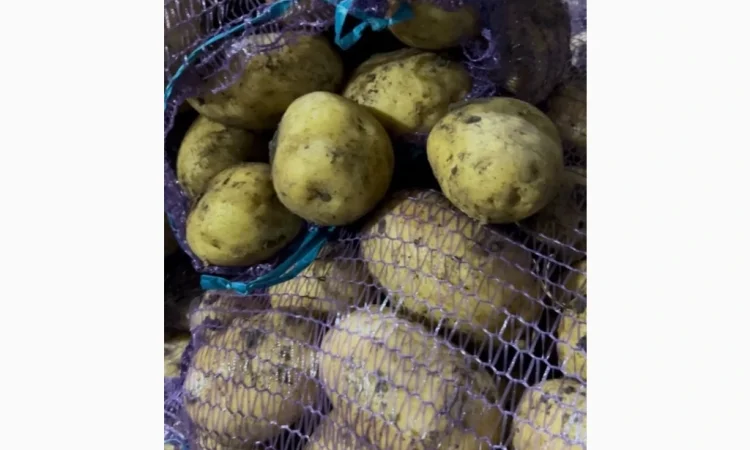 Картофель второго урожая на продажу - фото № 3