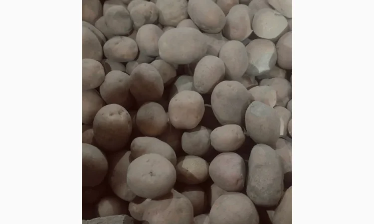 Продаю картоплю насіннєву сорту Беллароса - фото № 1