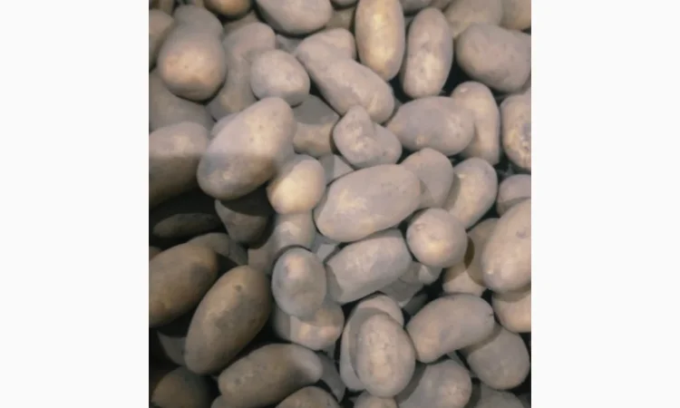 Куплю картоплю сорту Гранада - фото № 1