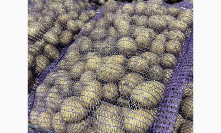 Продаж картоплі сорту Гала фракція 5-7 - фото № 1