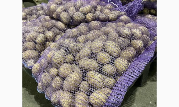 Продаж картоплі сорту Гала фракція 5-7 - фото № 2