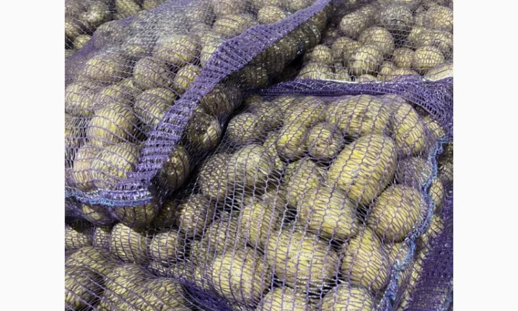 Продаж картоплі сорту Гала фракція 5-7 - фото № 3