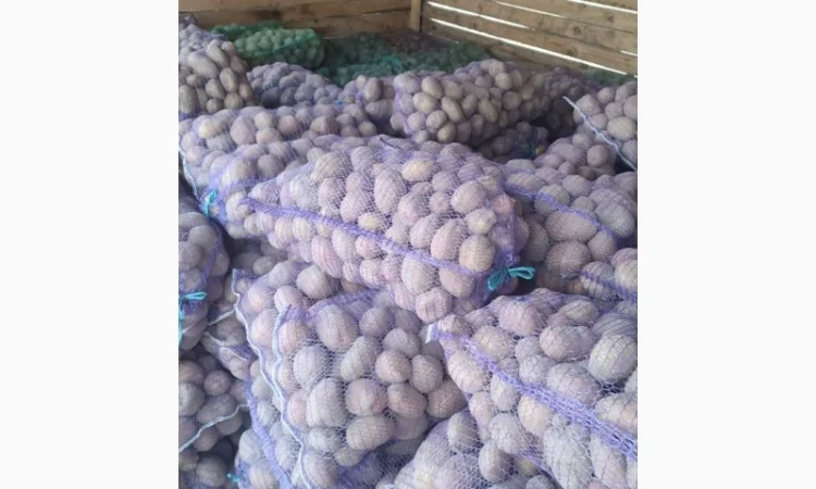 Продаж картоплі оптом - фото № 2