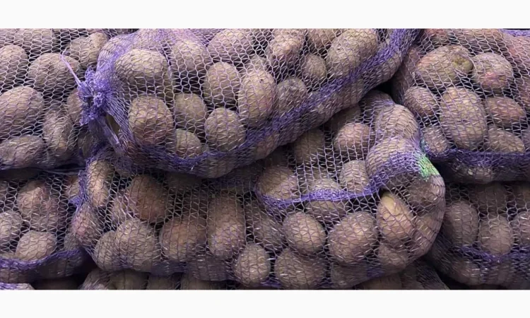 Картопля оптом високої якості - фото № 1