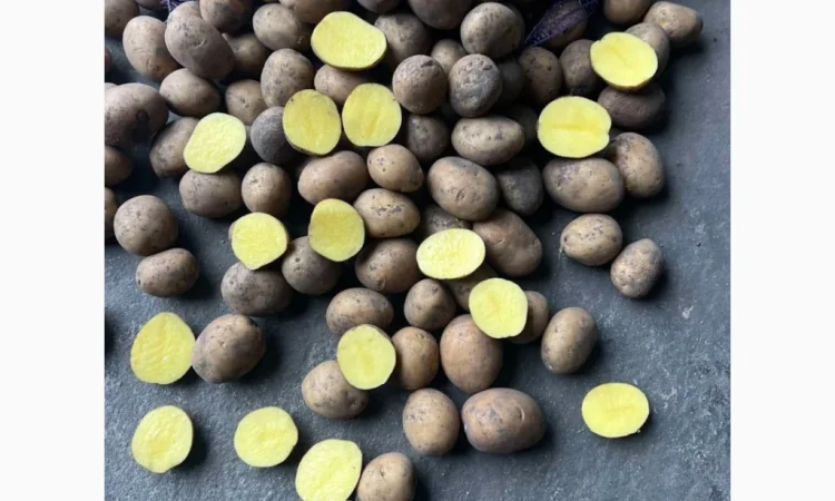 Картофель высоких репродукций на продажу - фото № 1