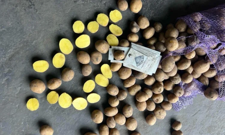 Картофель высоких репродукций на продажу - фото № 2