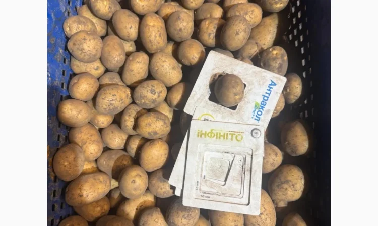 Картофель высоких репродукций на продажу - фото № 3