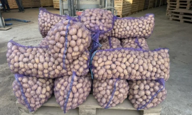 Продаю картоплю насіннєву та харчову - фото № 2