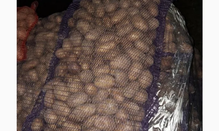 Продаю картоплю насіннєву та харчову - фото № 3