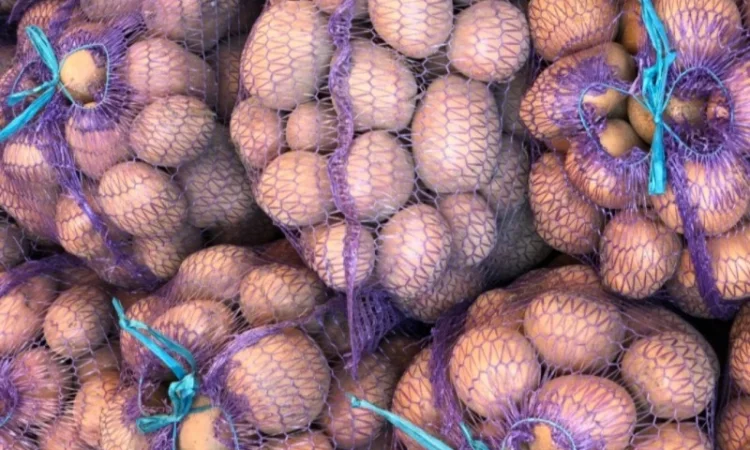 Продаю картоплю насіннєву та харчову - фото № 4