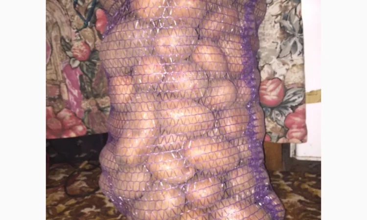 Продаю картоплю белла росса - фото № 2