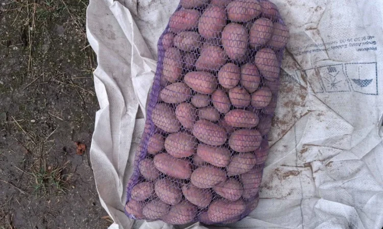 Свежая картошка Ред Соня на продажу - фото № 1