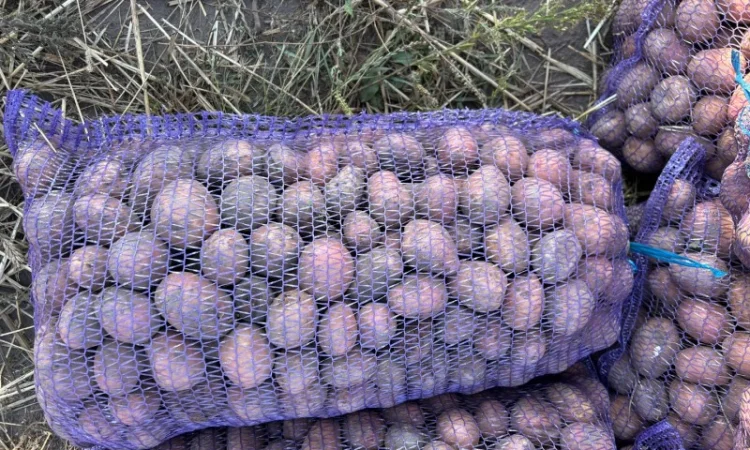 Продаж насіннєвої картоплі Белла Роса - фото № 1