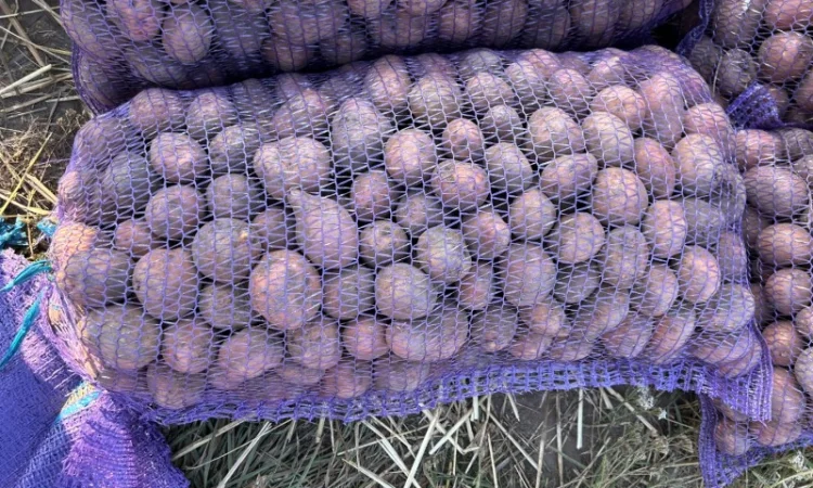 Продаж насіннєвої картоплі Белла Роса - фото № 2