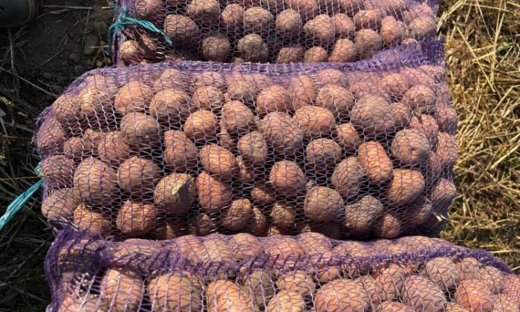 Продаж насіннєвої картоплі Белла Роса - фото № 3