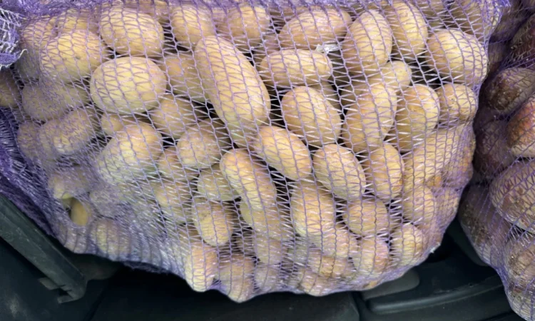 Продаж семенний картоплі сорту Гранада - фото № 1