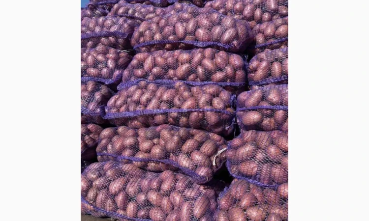 Куплю картофель Гранада белороса - фото № 1