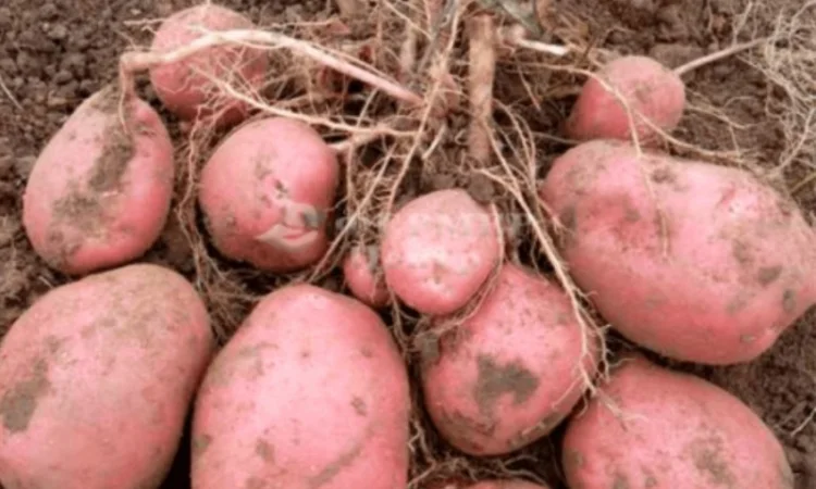 Куплю картоплю сорту "Мелоді" - фото № 1