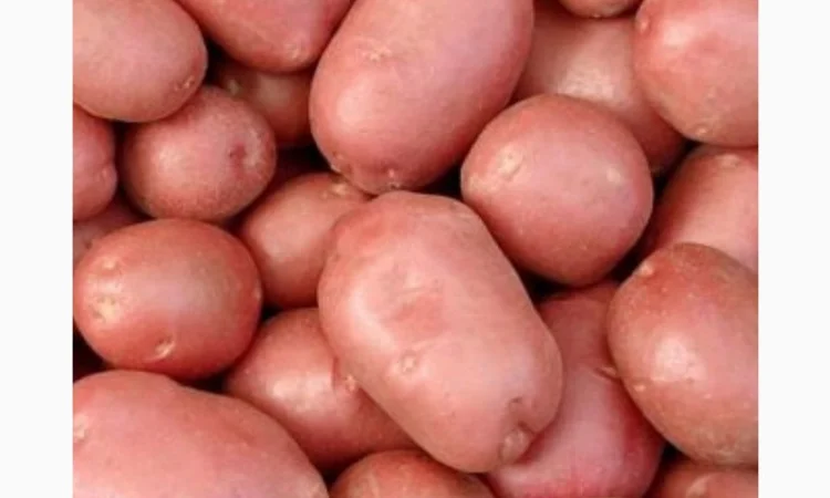 Куплю картоплю сорту "Мелоді" - фото № 2
