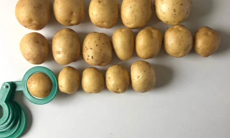 Продаж картоплі Гала партіями 24 тони - фото № 1