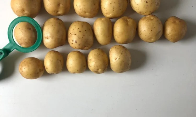 Продаж картоплі Гала партіями 24 тони - фото № 2