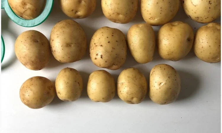 Продаж картоплі Гала партіями 24 тони - фото № 3