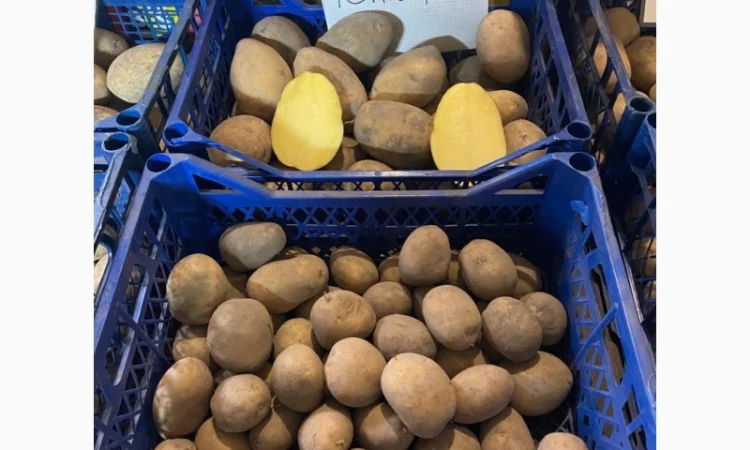 Продается семенной картофель 1 репродукции сорта Мікадо, Сорая - фото № 1