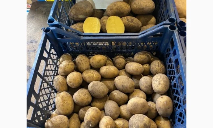 Продается семенной картофель 1 репродукции сорта Мікадо, Сорая - фото № 2