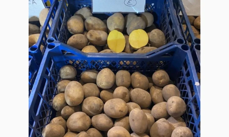 Продается семенной картофель 1 репродукции сорта Мікадо, Сорая - фото № 3