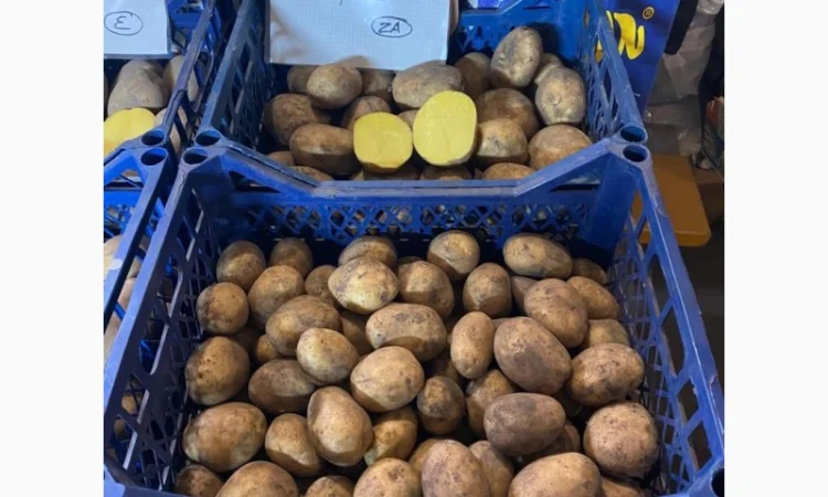 Продается семенной картофель 1 репродукции сорта Мікадо, Сорая - фото № 4