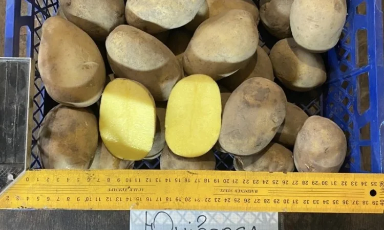 Продается семенной картофель 1 репродукции сорта Мікадо, Сорая - фото № 5