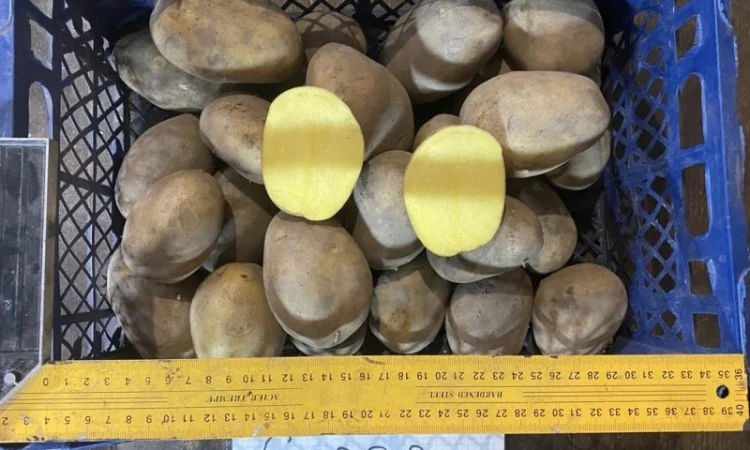 Продается семенной картофель 1 репродукции сорта Мікадо, Сорая - фото № 6