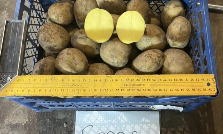 Продается семенной картофель 1 репродукции сорта Мікадо, Сорая - фото № 7