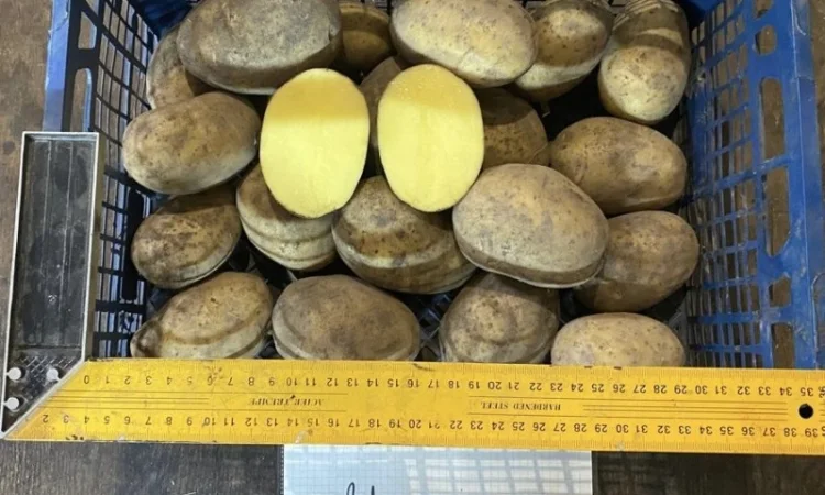 Продается семенной картофель 1 репродукции сорта Мікадо, Сорая - фото № 8