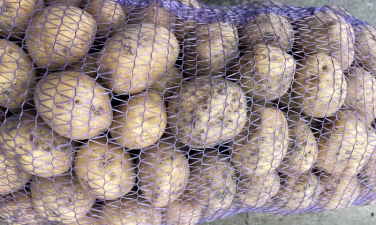 Продаж картоплі Рів'єра - фото № 1