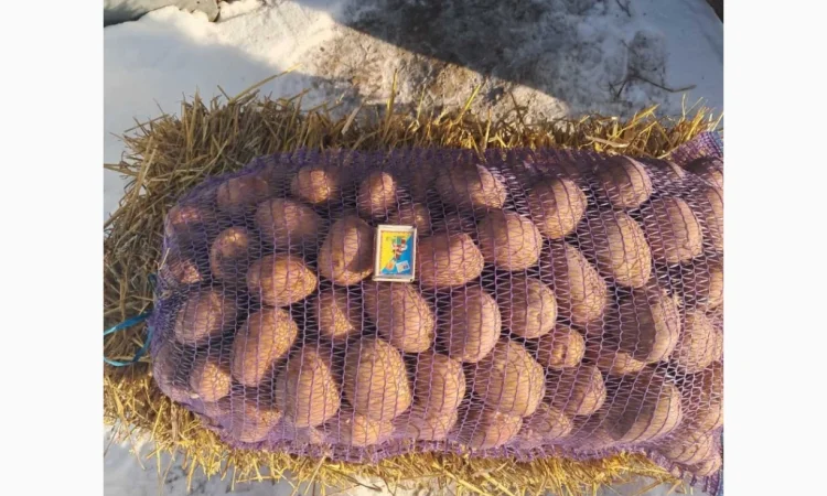 Продаж картоплі сортів Беллароза та Гренада оптом - фото № 1