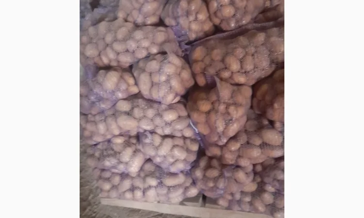 Продаж білої картоплі великим оптом від 10 тонн - фото № 1