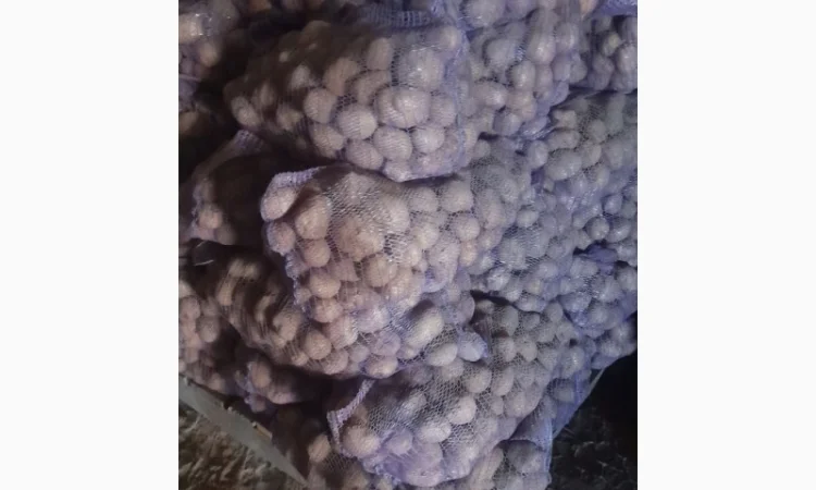 Продаж білої картоплі великим оптом від 10 тонн - фото № 2