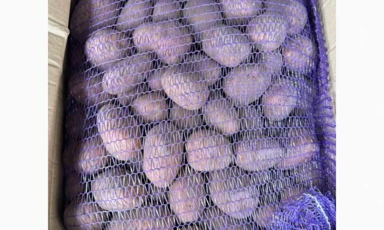 Продажа картофеля сорта Беллароза - фото № 1