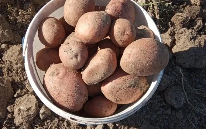 Продажа картофеля сорта Беллароза оптом - фото № 1