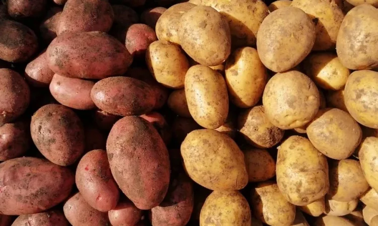 Продажа картофеля красных и белых сортов оптом - фото № 1