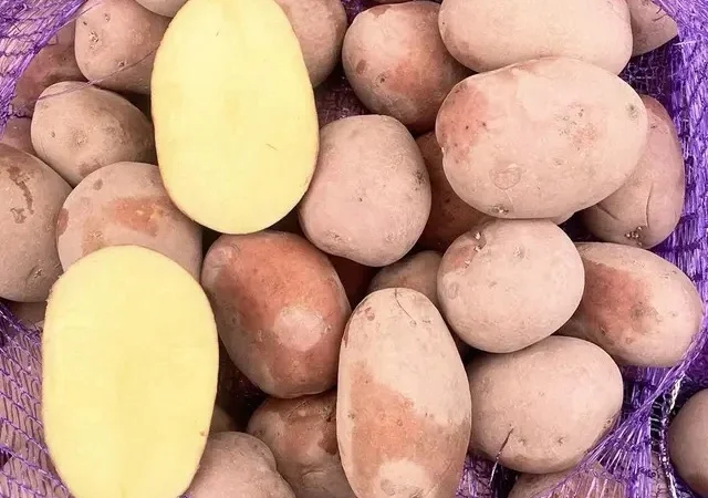 Продажа картошки красных сортов оптом от 20 тонн - фото № 1