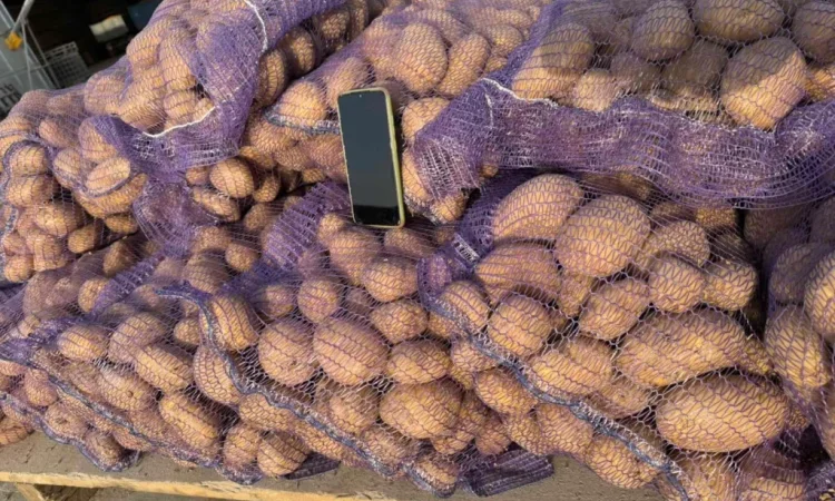 Продажа картофеля Акустик оптом от 20 тонн - фото № 1