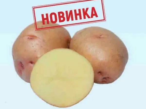 Продаж насіння картоплі оптом - фото № 1