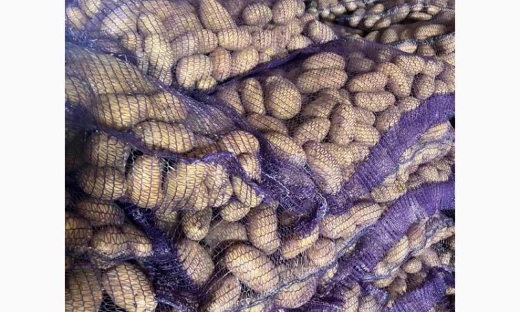 Продаж картоплі сорту Гренада оптом від 20 тонн - фото № 1