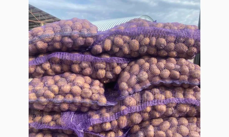 Закупівля товарної картоплі від фермерів - фото № 1