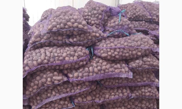 Закупка средней картошки оптом - фото № 1